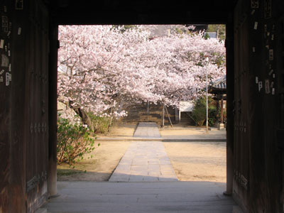 桜