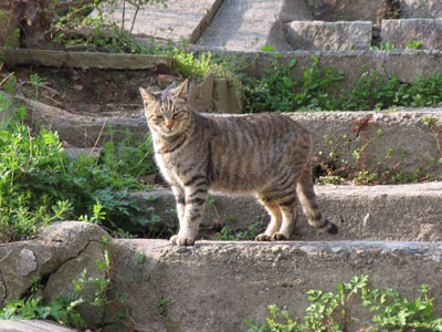 猫