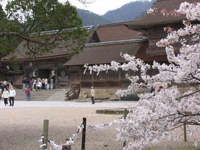 桜