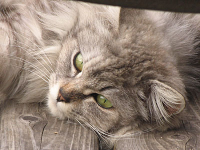 猫