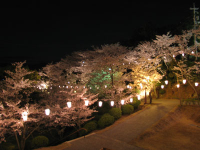 千光寺の夜桜