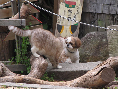 小梅さんと犬