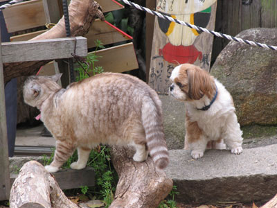 小梅さんと犬２
