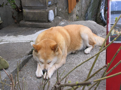 ドビンちゃん