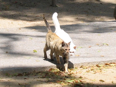 猫
