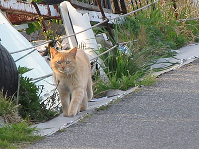 猫