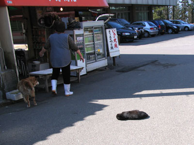 東尋坊の猫