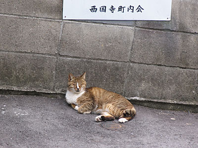 西国寺町内会の猫