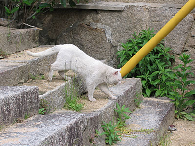 御袖天満宮近くの猫