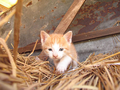 子猫