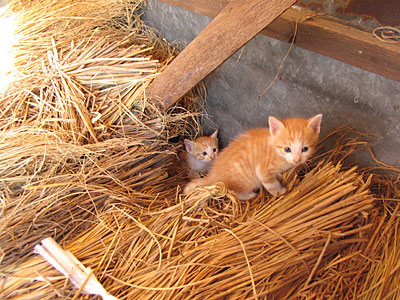 子猫