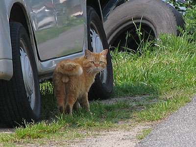 猫