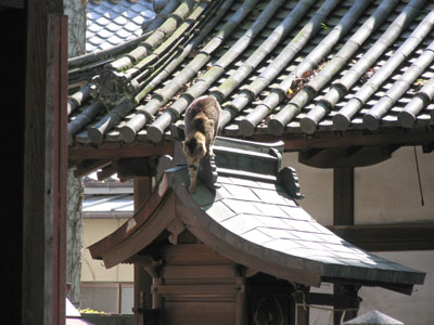 神社猫