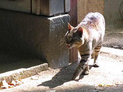 神社猫