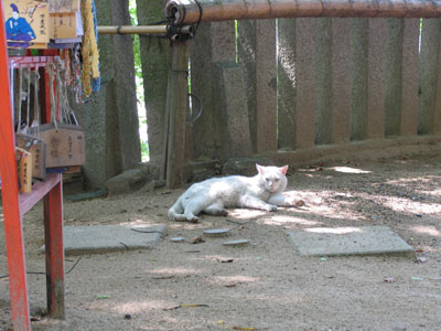 猫
