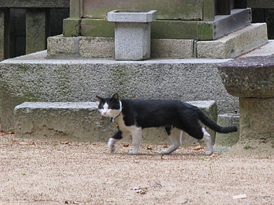 神社猫