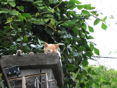 猫