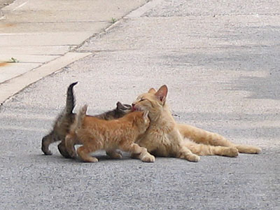 猫