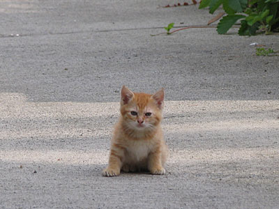 子猫