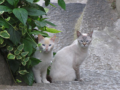猫２匹