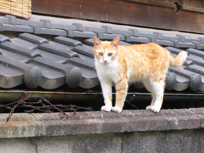 猫