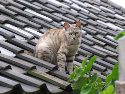 猫