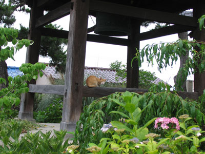持光寺の猫