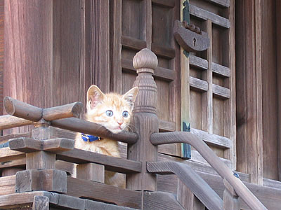 子猫2