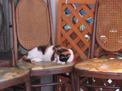 喫茶店の猫