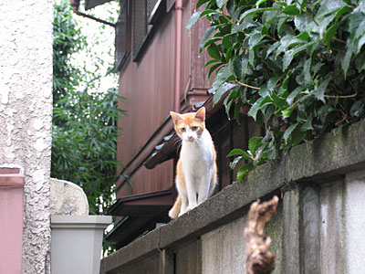 吉祥寺