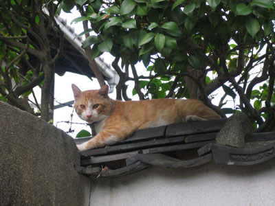 屋根の上の猫