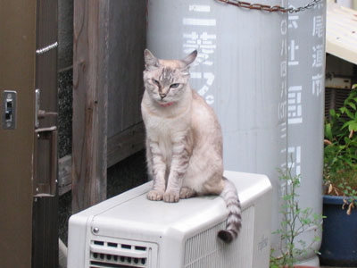 室外機の上の猫