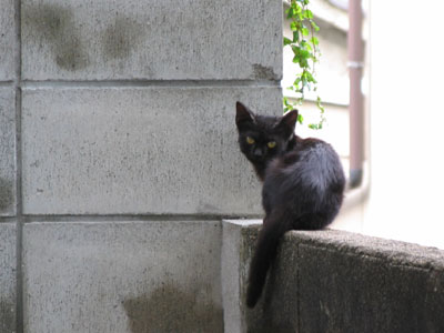 黒猫
