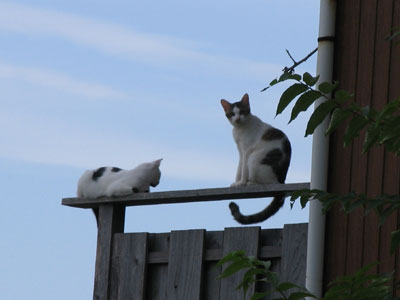 猫2匹