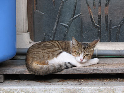 路地猫
