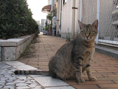 海岸通りの猫