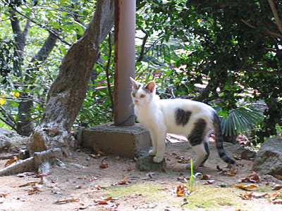 猫