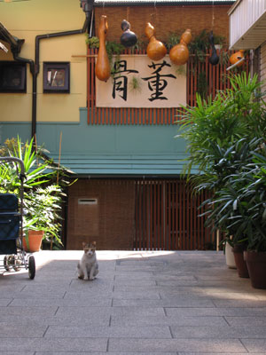 路地猫