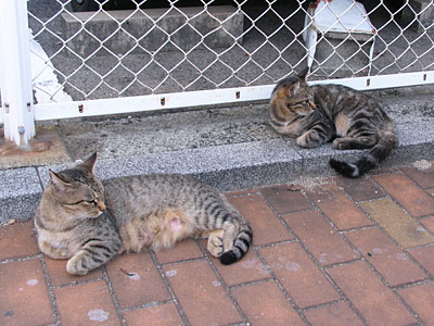 猫