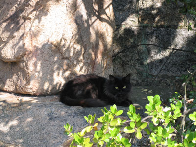 神社猫