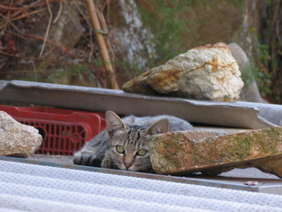 路地猫