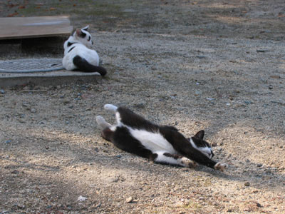 猫