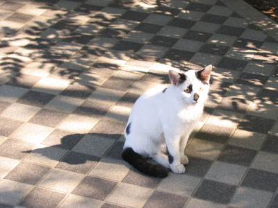 猫