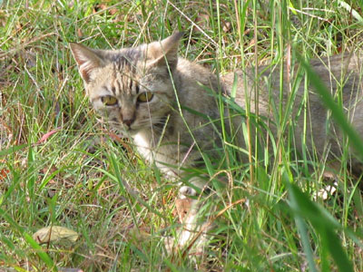 猫