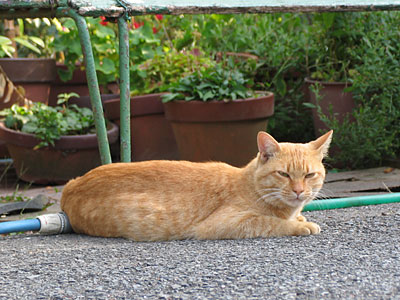猫