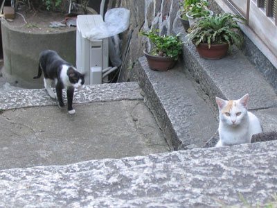 猫