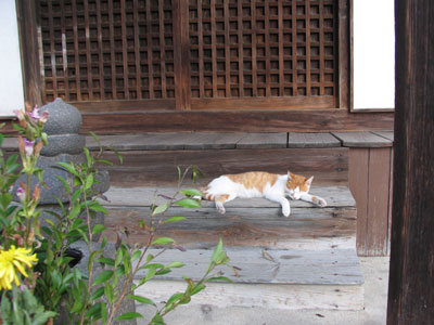 神社猫