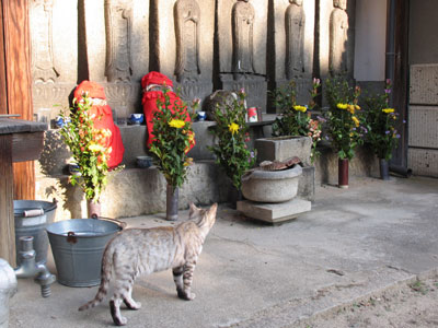 神社猫