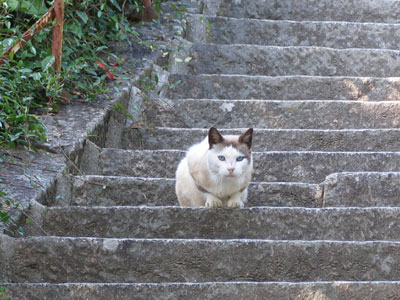 千光寺アップ