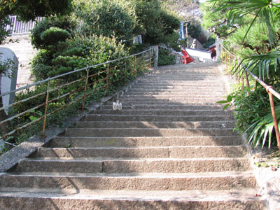 千光寺猫